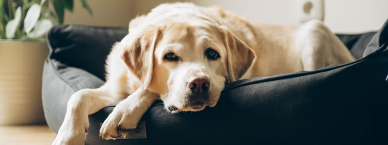 Hund in einem Hundebett