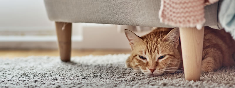 Katze unter einem Sofa